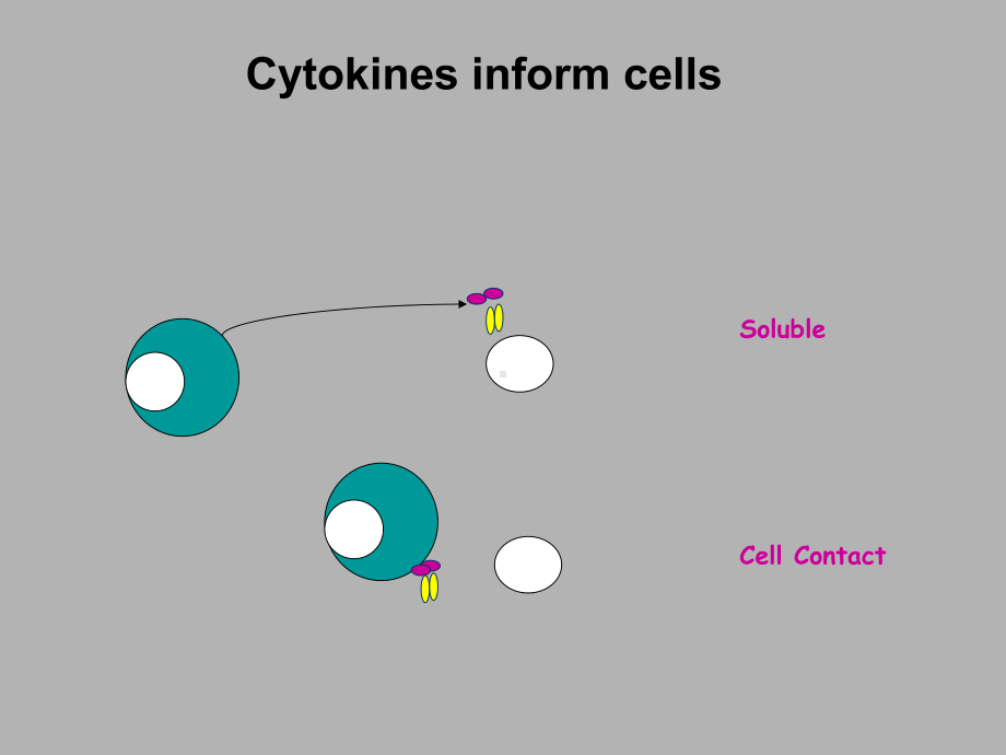 （医学英文课件）-Cytokines-and-Lymphocyte-Subsets.ppt_第3页