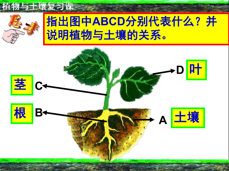 （精品课件系列）植物与土壤复习课-共35页PPT.ppt_第2页