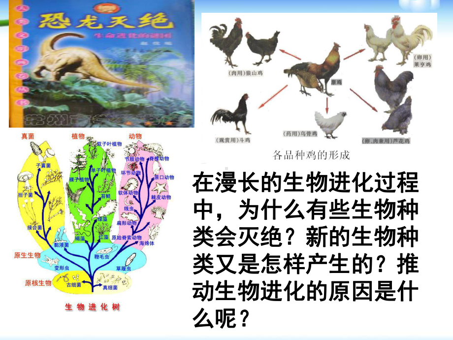 《生物进化的原因》生物的进化PPT课件6.ppt_第3页