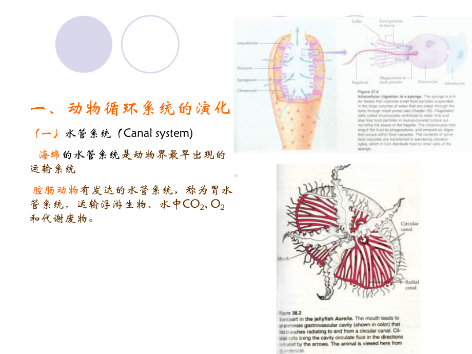 大学动物生物学完整ppt课件动物第三节-.ppt_第3页