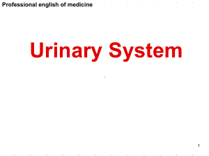 基医专外学-Urinary-System-PPTppt课件.ppt