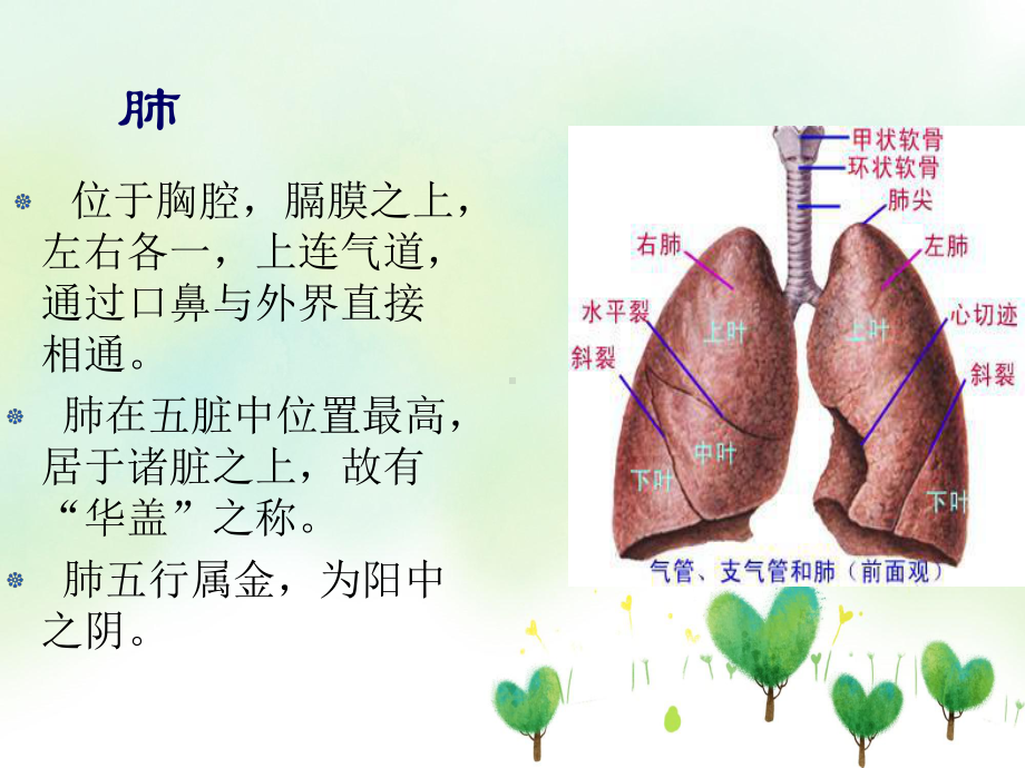 中医基础理论肺病辩证和临床表现课件.ppt_第2页