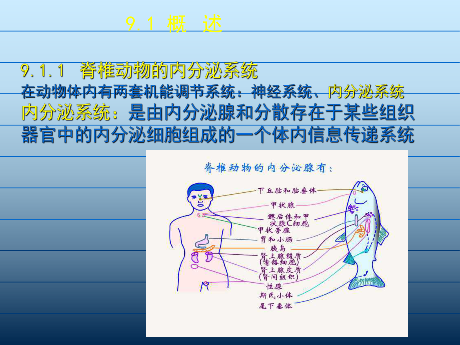 动物生理学第九章-内分泌课件.ppt_第2页