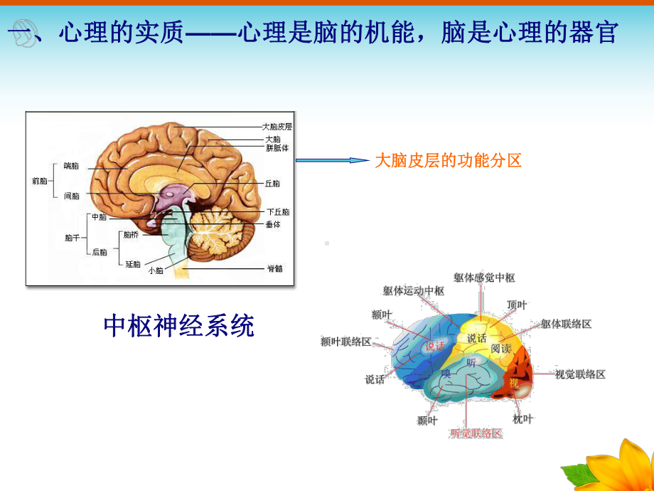 《儿童心理概论》导读课件.pptx_第3页