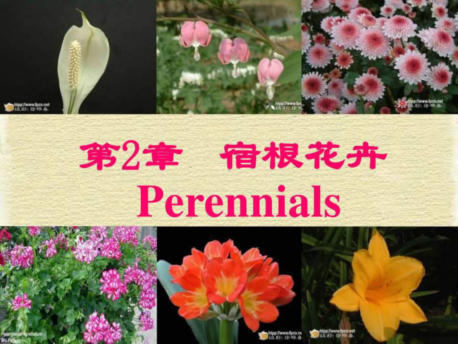 《宿根花卉-菊花》PPT课件.ppt_第1页