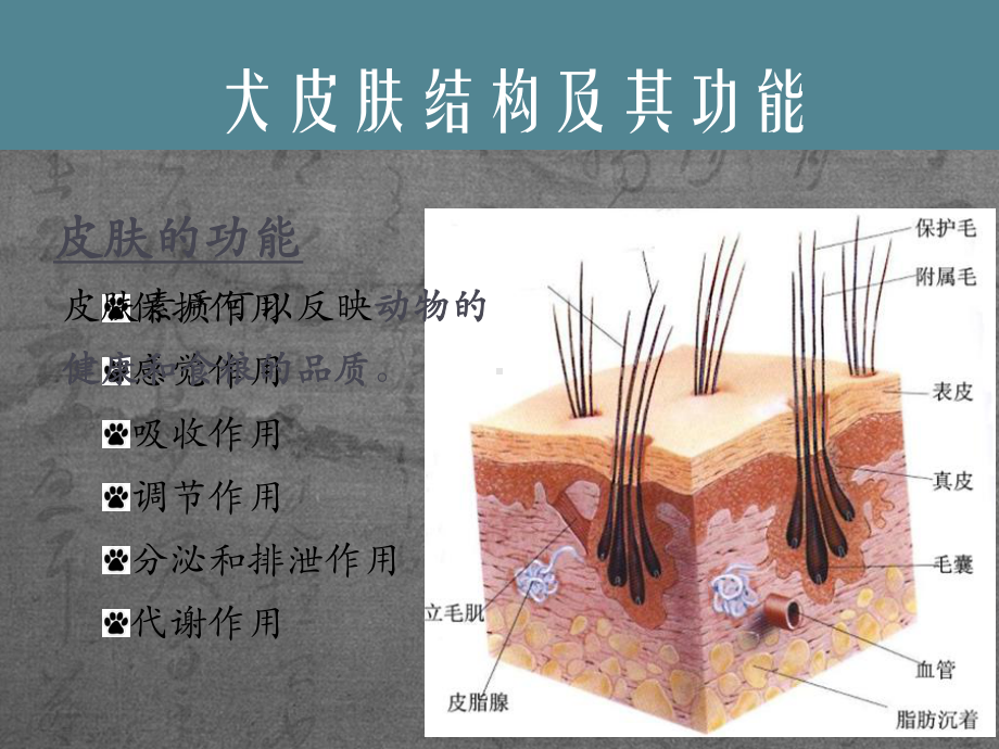 小动物常规临床检查-皮肤医学PPT课件.pptx_第3页