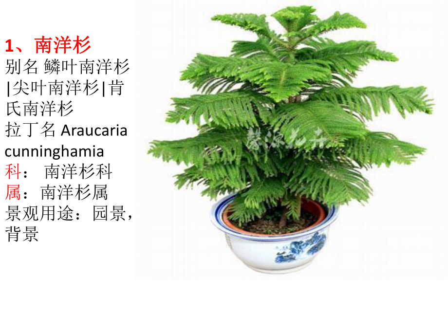 常见南方植物课件.ppt_第1页