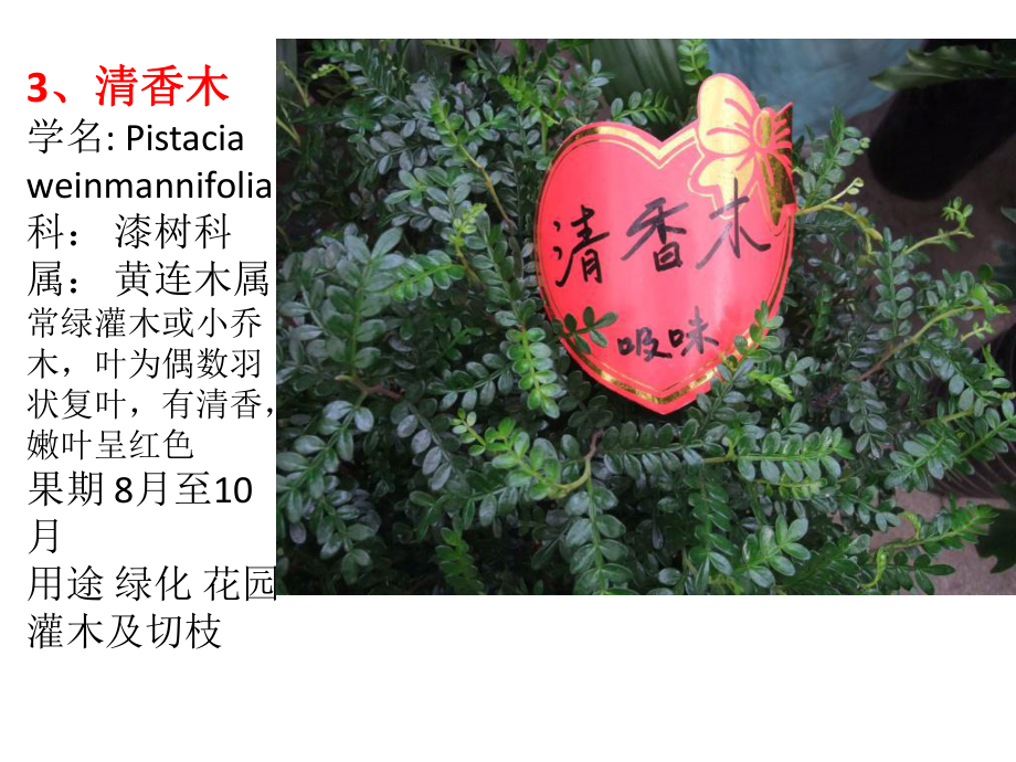 常见南方植物课件.ppt_第3页