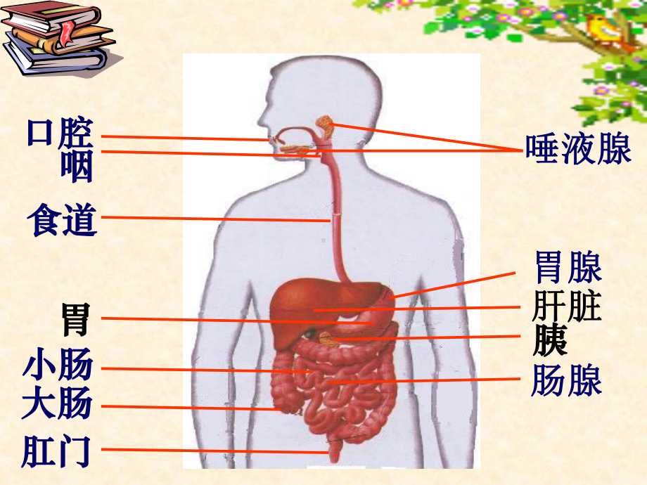 小肠大肠人体吸收营养物质的主要器官-1（可编辑的PPT）课件.ppt_第3页