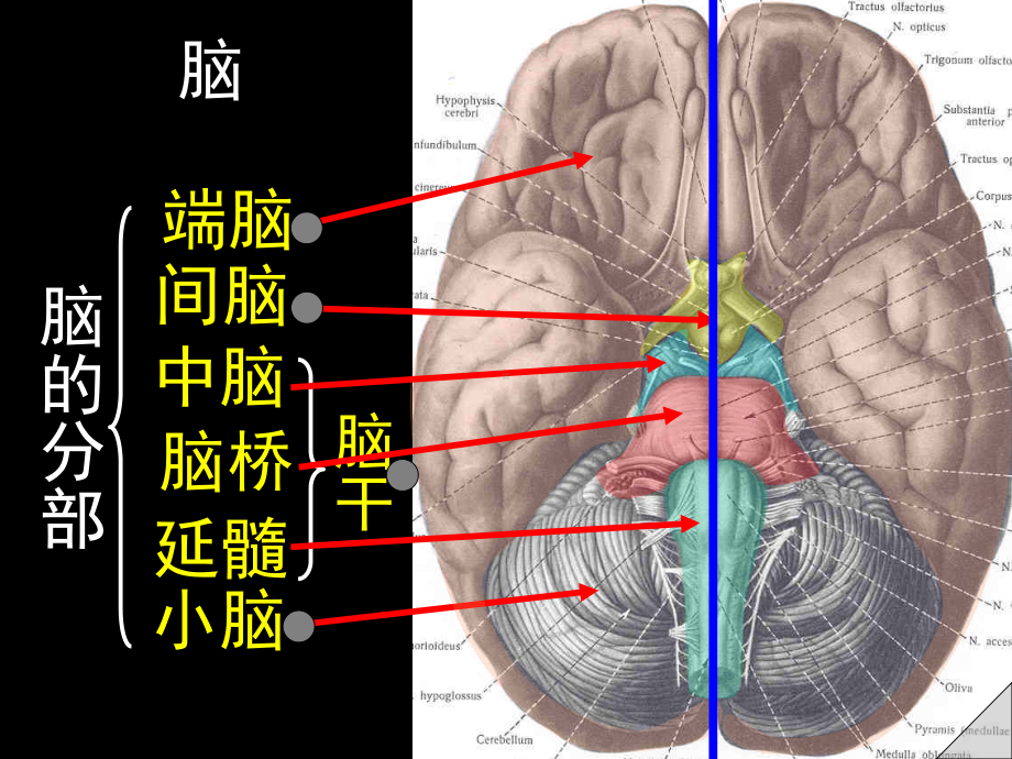 《解剖生理》课件-脑.ppt_第1页