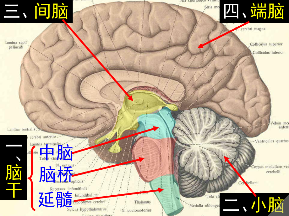 《解剖生理》课件-脑.ppt_第2页