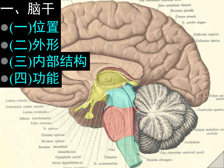 《解剖生理》课件-脑.ppt_第3页