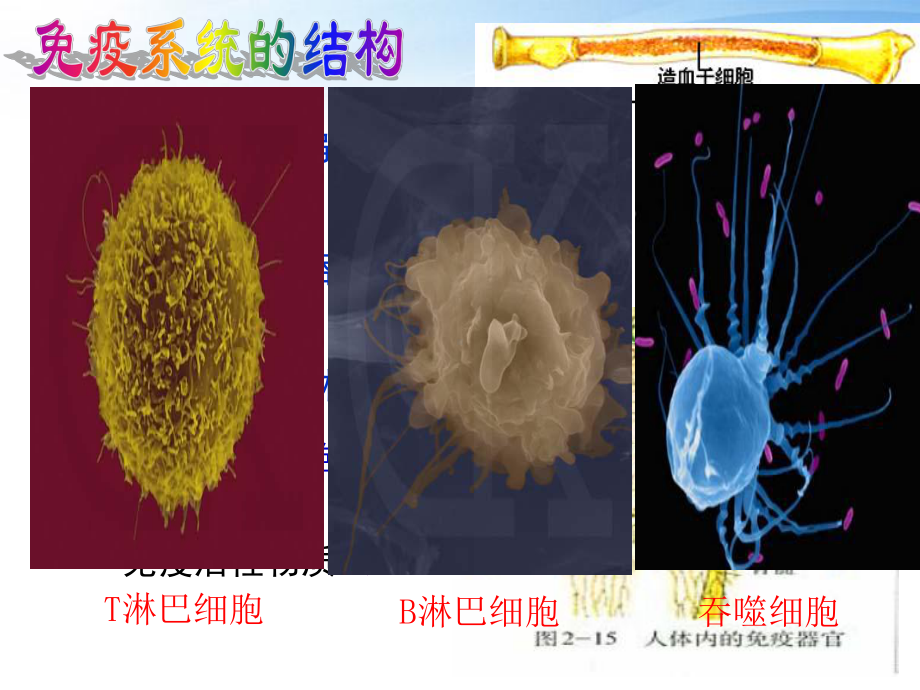 免疫调节公开课一等奖ppt课件-PPT精品.ppt_第2页