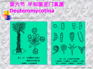 半知菌亚门真菌DEUTERMYCOTINA课件.ppt