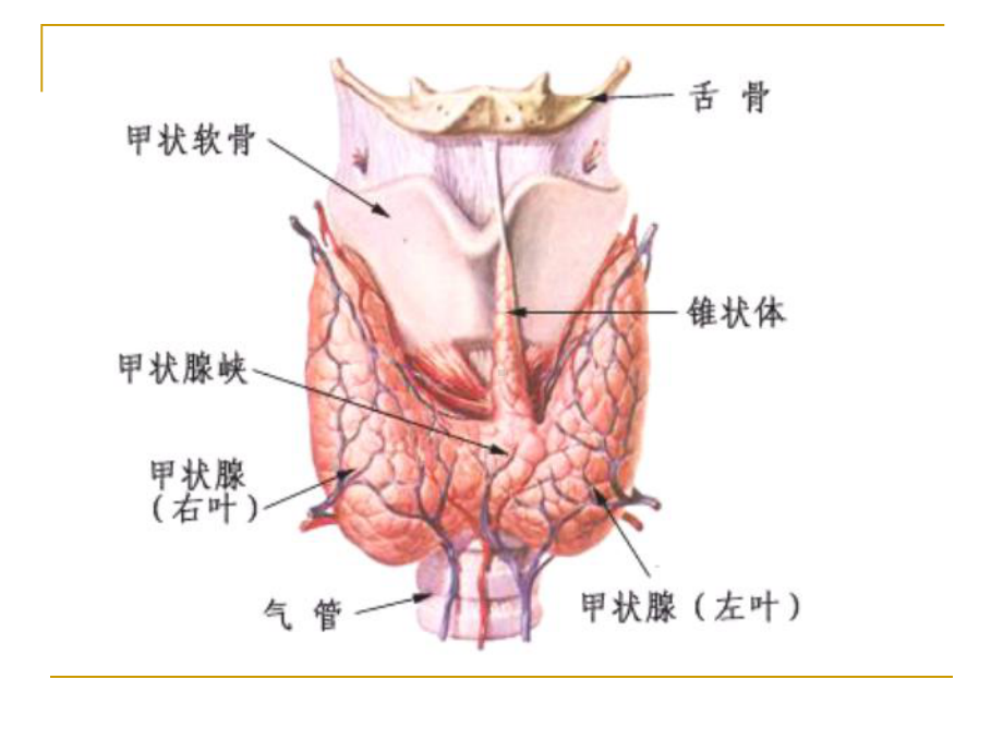 内分泌系统疾病医学PPT课件.ppt_第3页