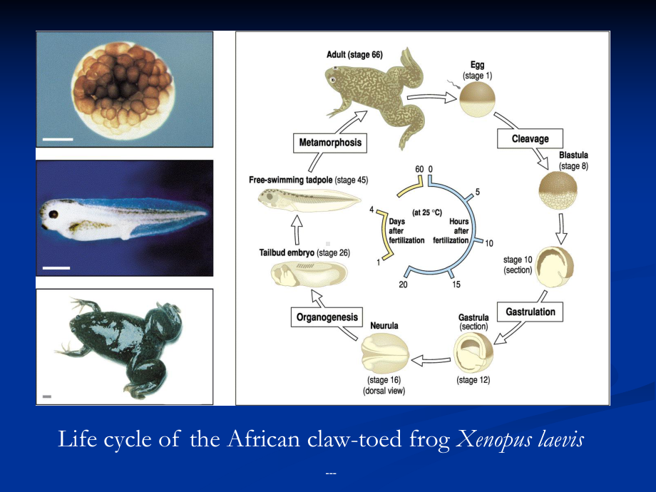 发育生物学第十一章-脊椎动物胚轴形成课件.ppt_第3页