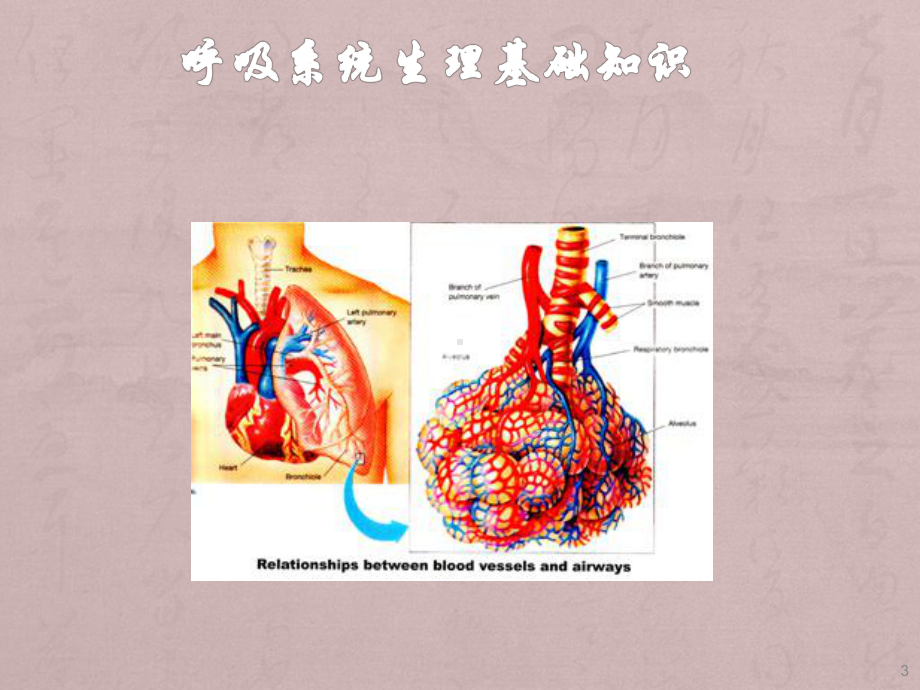 呼吸系统生理与健康评估ppt课件.ppt_第3页