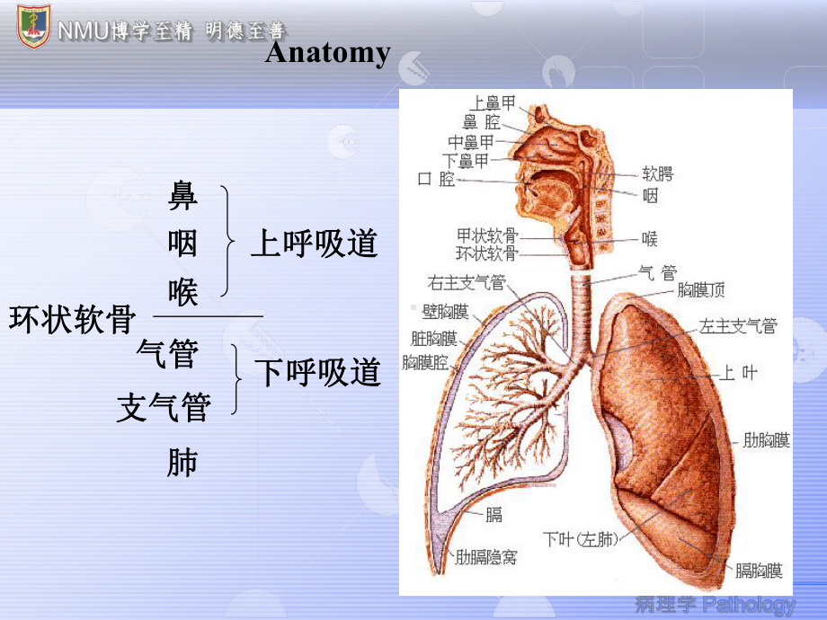 呼吸系统(中英文)PPT课件.ppt_第2页