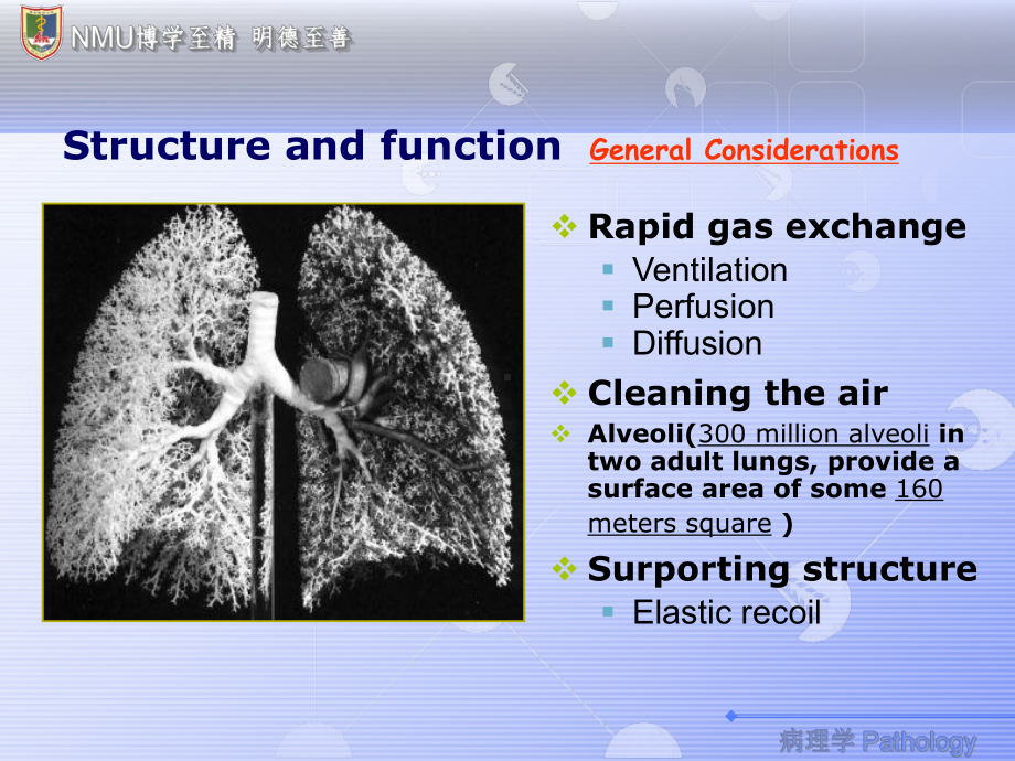 呼吸系统(中英文)PPT课件.ppt_第3页