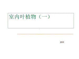 新编-室内花卉室内观叶植物120-精品课件.ppt