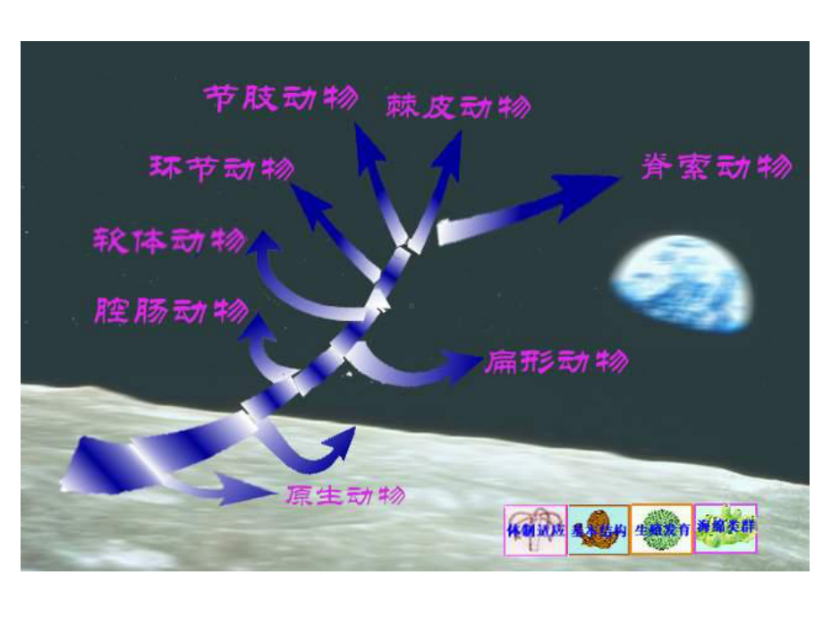 大学动物生物学完整ppt课件生物界无脊椎动物4.ppt_第3页