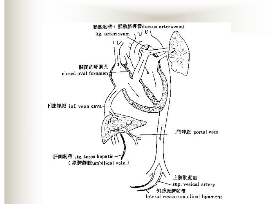 先天性心脏病患儿的护理-课件PPT精品53页.ppt_第3页