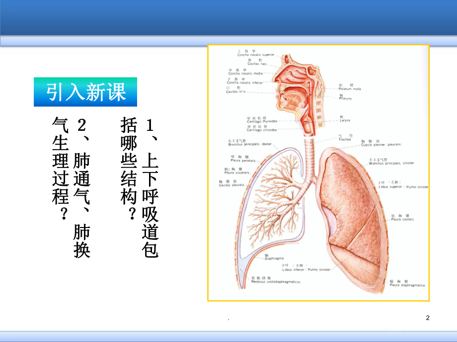 咳嗽与咳痰医学PPT课件.ppt_第2页