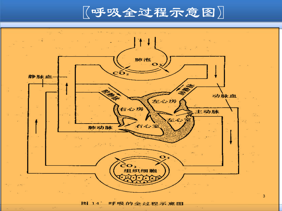 咳嗽与咳痰医学PPT课件.ppt_第3页