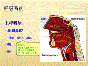 呼吸机的基础知识课件.ppt