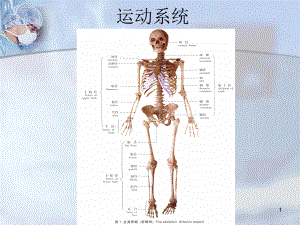 《人体解剖学》运动系统医学PPT课件.ppt