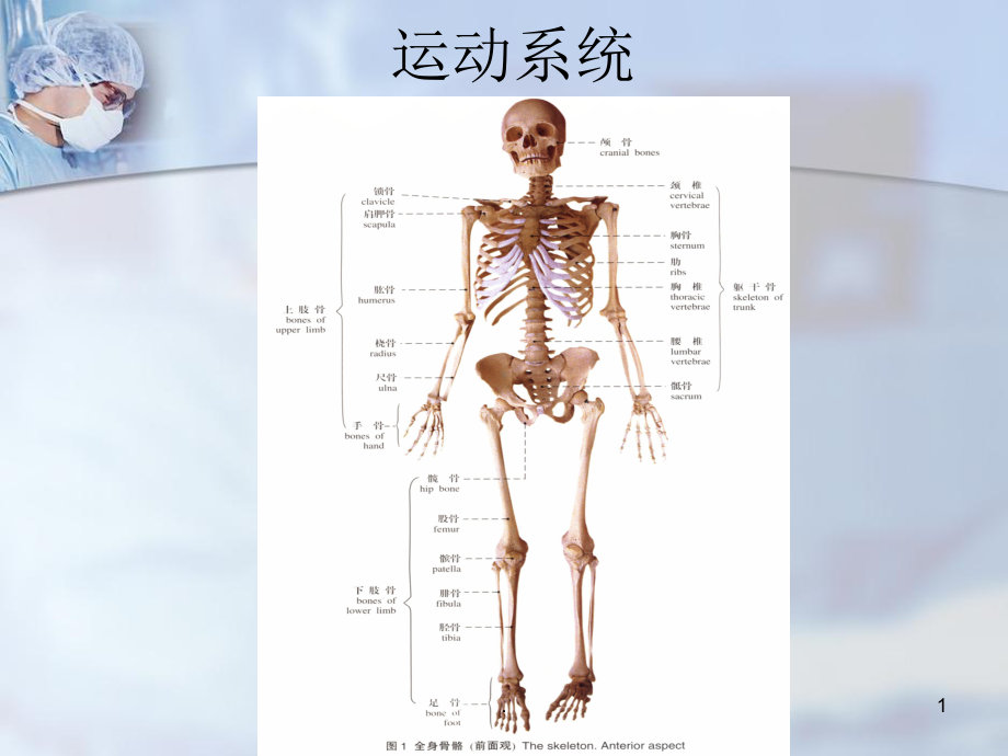 《人体解剖学》运动系统医学PPT课件.ppt_第1页