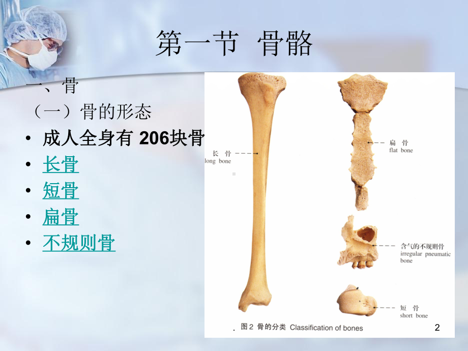 《人体解剖学》运动系统医学PPT课件.ppt_第2页