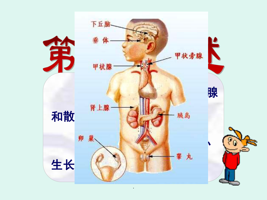 内分泌医学PPT课件.ppt_第2页