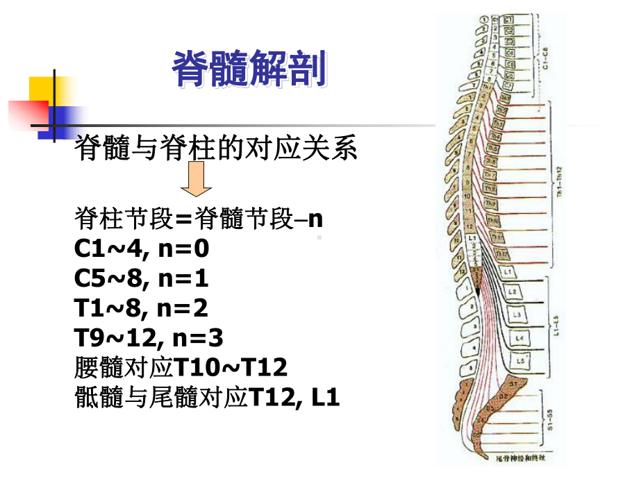 急性脊髓炎分析-共34页课件.ppt_第3页