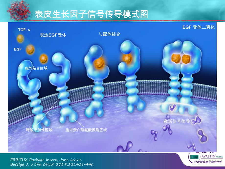 唯一治疗mCRC疗效不受KRAS状态影响的靶向药物-PPT精品课件.ppt_第3页