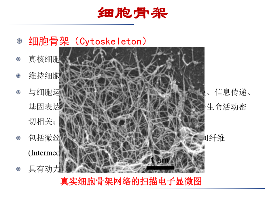 将找形分析应用于细胞骨架的研究进展课件.pptx_第3页