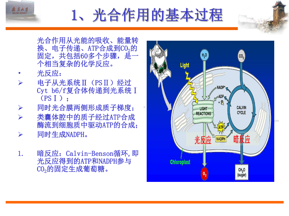 叶绿素荧光动力学理论及其在逆境生理生态学研究中的应用-共17页PPT课件.ppt_第2页