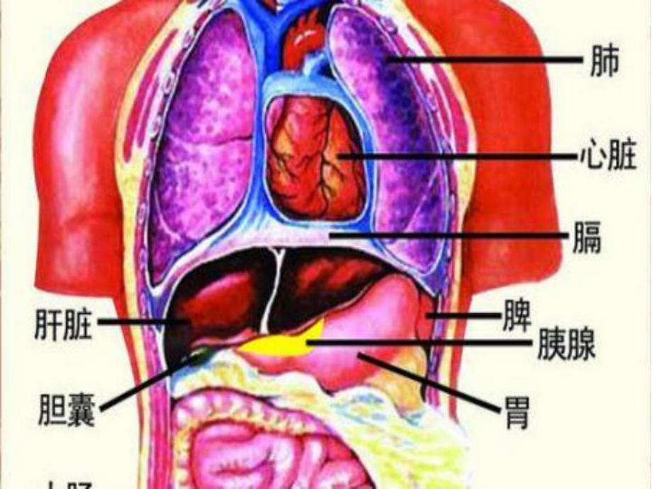 《急性胸痛》ppt课件40页PPT.pptx_第3页