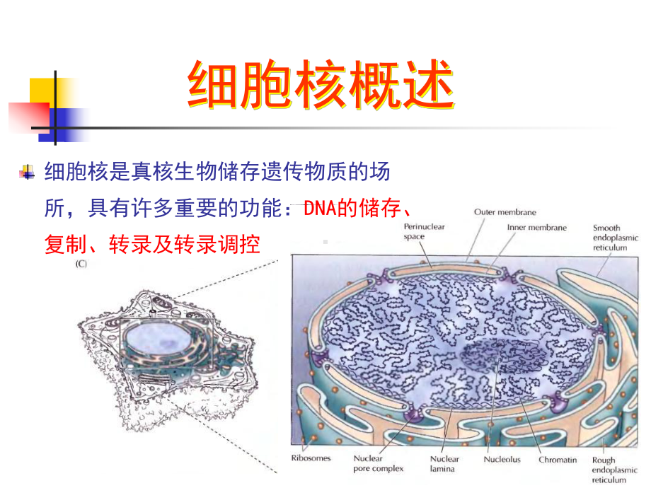 医学细胞生物学第八章细胞核和染色体课件.ppt_第3页