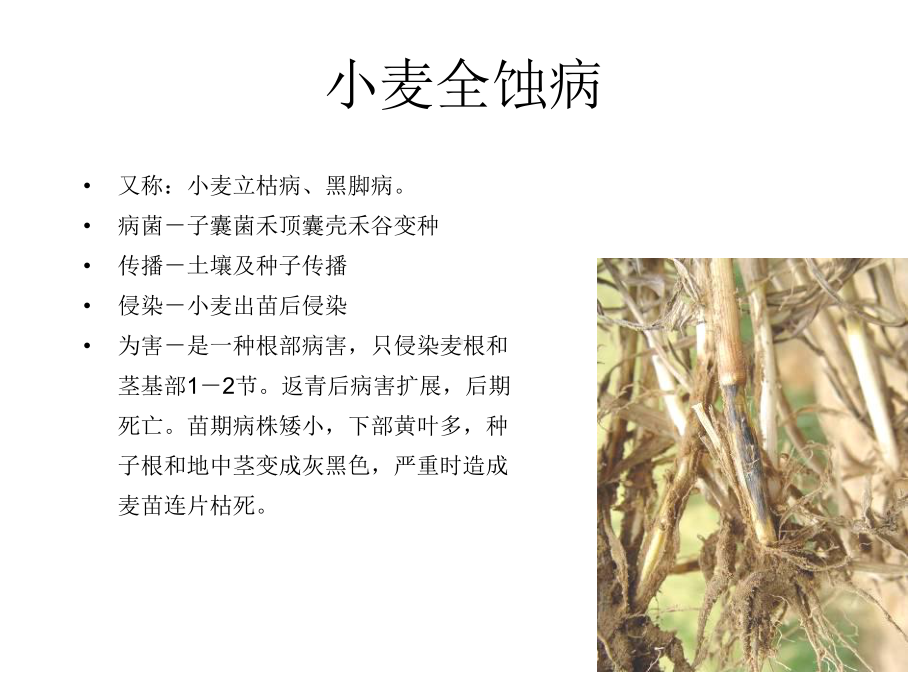 小麦主要病虫草害课件.ppt_第2页