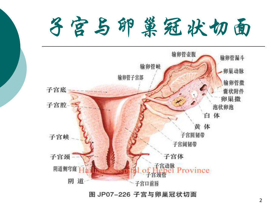 常见妇科疾病的症状及治疗PPT医学课件.ppt_第2页