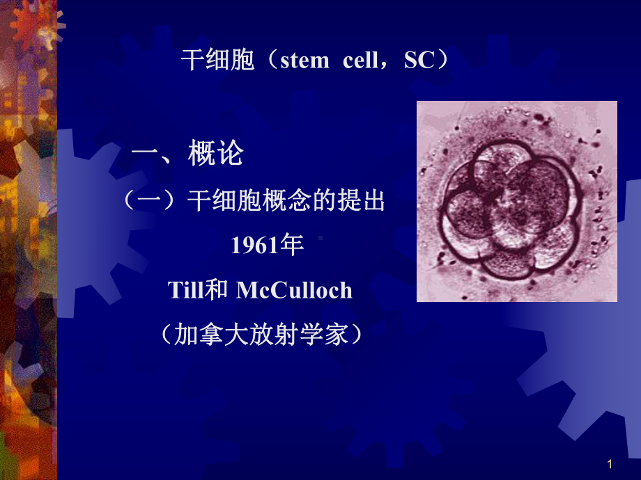 干细胞PPT医学课件.ppt_第1页