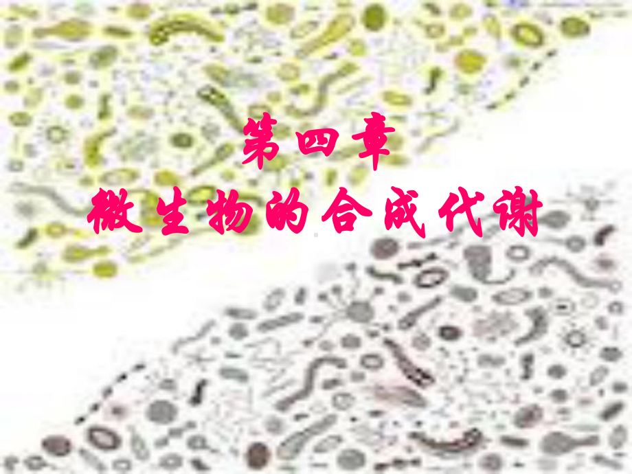 微生物的合成代谢课件.ppt_第1页