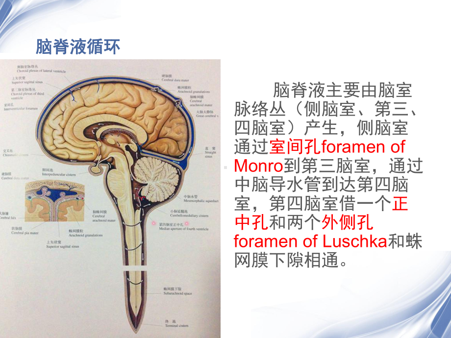 室管膜瘤(医学PPT课件).ppt_第2页