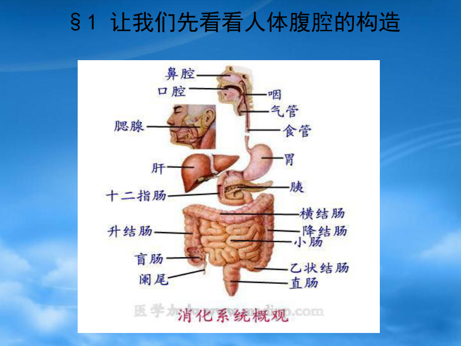 急性腹痛诊断精选优质-PPT课件.ppt_第3页