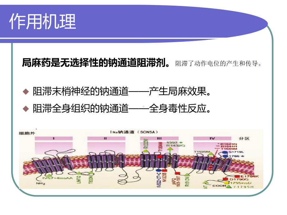 局麻药全身毒性反应（可编辑的PPT）课件.ppt_第2页