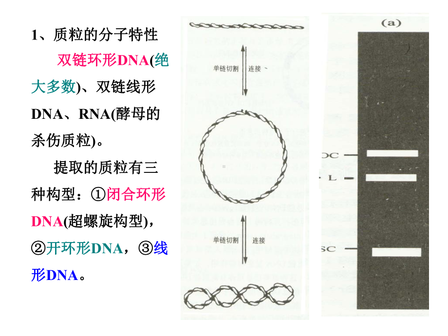 基因工程原理与技术-3ppt课件.ppt_第3页