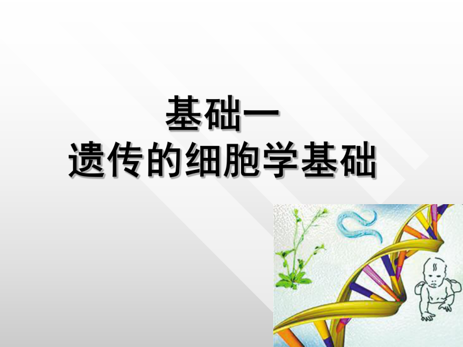 基础一遗传的细胞学基础ppt课件.ppt_第1页