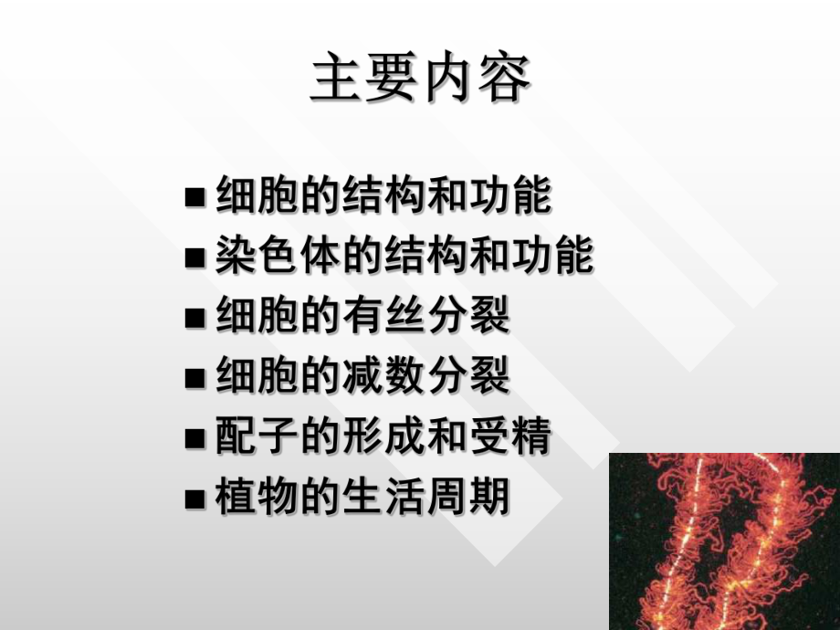 基础一遗传的细胞学基础ppt课件.ppt_第2页