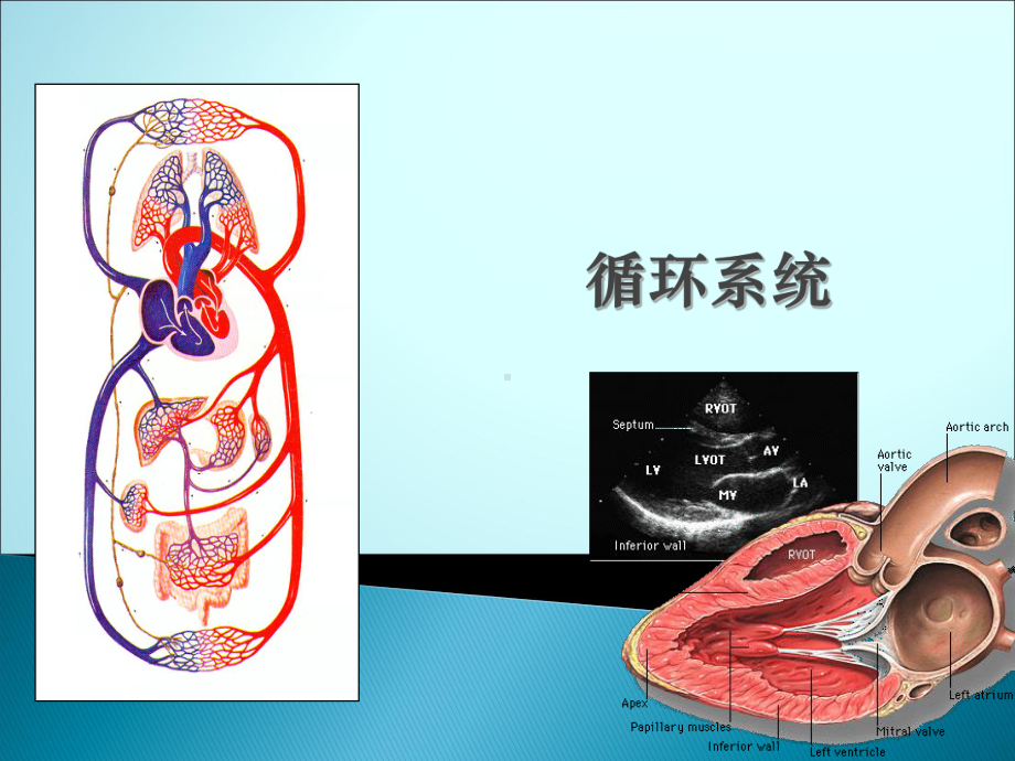 循环系统(解剖结构)课件.ppt_第1页